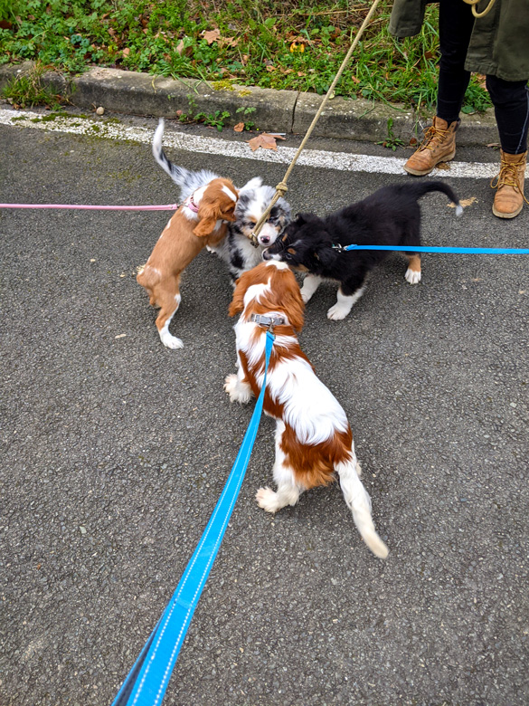 Groupe de jeunes chiens en laisse participant à un cours collectif à Saint-Etienne