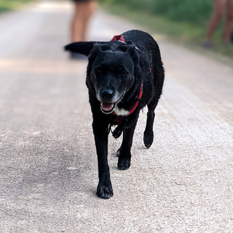 Chien noir en train de se balader