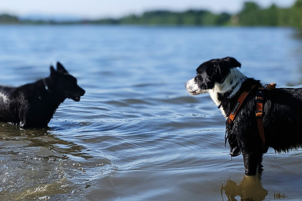 Deux chien se baignent et jouent ensemble