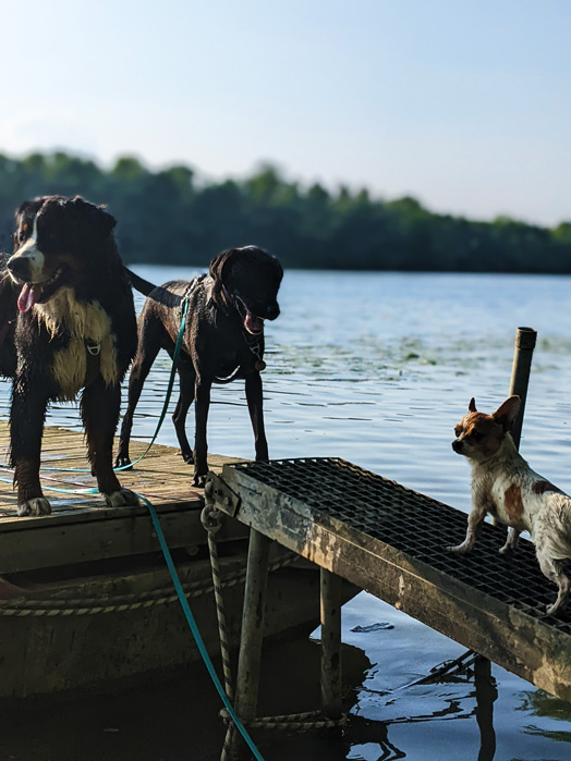 Trois chiens en balade éducative colllective