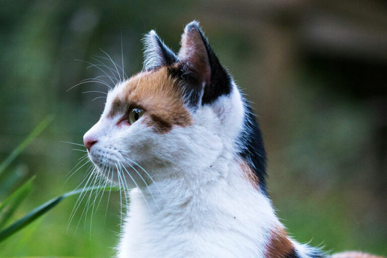 Portrait de chat en extérieur