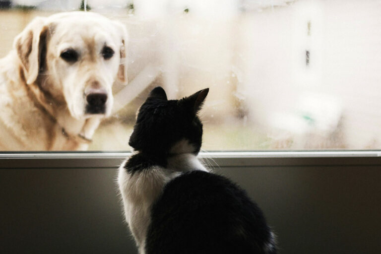 Chien et chat se regardant