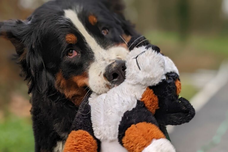 Chien tenant une peluche dans sa gueule