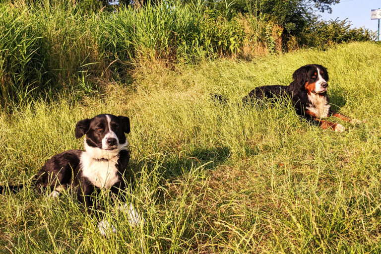 Deux chiens dans un champs