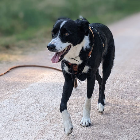 Portrait de chien