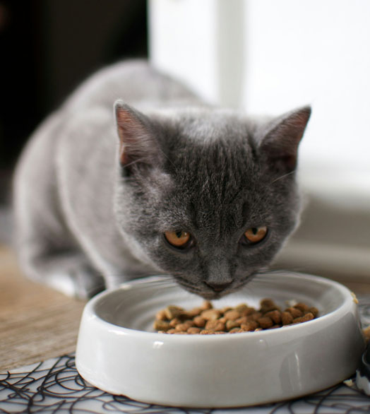 Garde d'animaux, chat mangeant sa nourriture