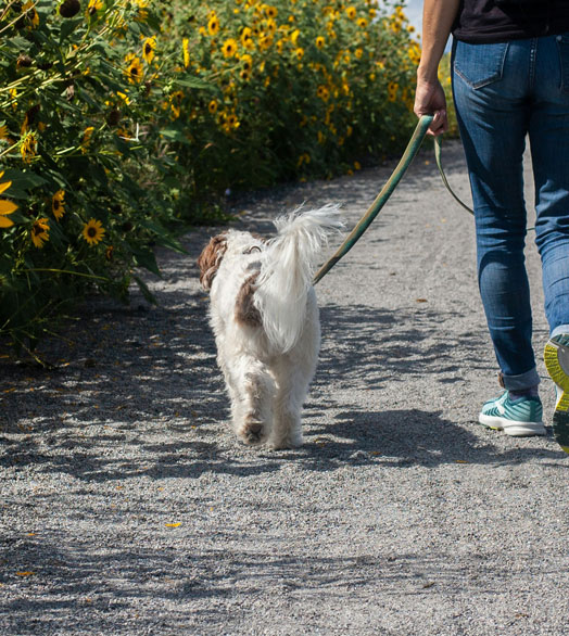 Chien en promenade lors d'un pet-sitting