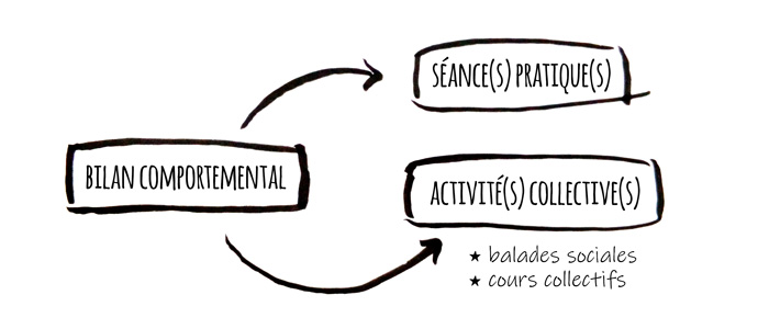 Schéma montrant qu'un bilan comportemental canin peut enchainer avec des séances pratiques ou des activités collectives